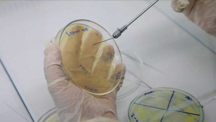 Erkek arı larvasının bakteriler üzerinde antibiyotik etkisi gösterdiği belirlendi
