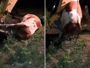 Ardahan’ın çöküşü! Gömülen sadece hayvanlar değil, umutlar ve emekler de toprağa karışıyor