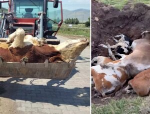 Ardahan’ın sessiz çığlığı! Ölen hayvan sayısı korkunç boyutlara ulaştı