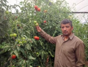 Bu mahallede toprak altın değerinde: 20 dekarlık seradan tonlarca ürün aldılar