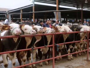 Dezenformasyonla Mücadele Merkezi: Şap hastalığı iddiaları bilimsel temelden yoksun