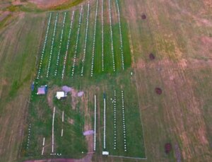 Hasat başladı, kilosu 1500 TL’den satılıyor