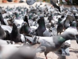 Hindistan’da güvercin beslemek yasaklandı