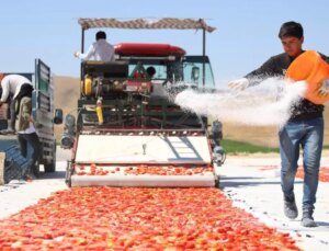 Kilosu 4 euroya satılıyor! ABD, Fransa ve İngiltere’ye gönderiliyor