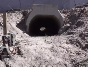 Kurbağaların rahat çiftleşmesi için özel alt geçit inşa ettiler