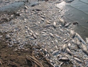 Kuş cenneti balıklar için cehennem oldu