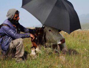 Şap hastalığının pençesinde kıvranan Ardahan’da çaresizliğin fotoğrafı
