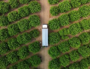 Zirai don piyasanın dengesini bozdu, limonun fiyatı 150 TL’yi aştı