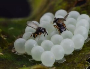 1 milyon "samuray" doğaya salındı! Hepsi kokarca savaşçısı