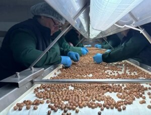 124 ülke fındık için sıraya girdi! Türkiye’ye para yağdırdılar