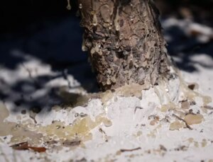 ‘Altın damlayan ağaç’ olarak biliniyor, bahçesine ekene servet kazandırıyor