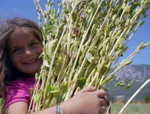 Geçen yıl 150 liraydı! Japonlar kapıda bekliyor, üretici işçi bulamıyor