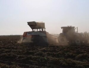 Hasat başladı, kilosu 60 liradan satılıyor