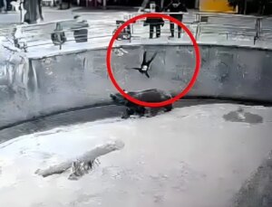 Hayvanat bahçesinde kafese attığı 7 yaşındaki kızını bıçaklayarak öldürdü