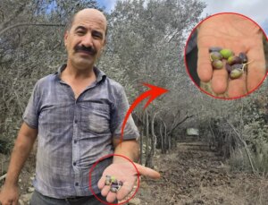 Kentin meşhur ürünü tehlikede! Bir milyon ağaçta meyve yok denilecek kadar az