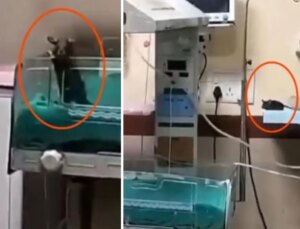 Yenidoğan ünitesinde fare dehşeti: İki bebek feci şekilde can verdi