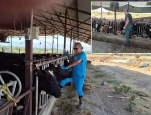 Aydın’da şap hastalığı kabusu! Çok sayıda mahalle karantinaya alındı