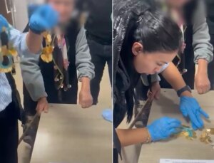 Dilencinin üzerinden çil çil altın çıktı! Zabıta say say bitiremedi