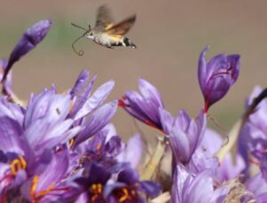 Dünyanın en pahalısı… 1 gramı 500 TL!