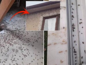 Dünyanın sonunu getireceği söylenen böcekle ilgili korkutan uyarı: Tüm Türkiye’ye yayılabilir