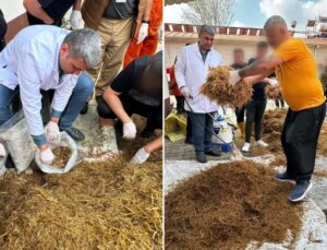 Hükümlüler cezaevinde yetiştirdi, kilosu 15 bin TL’den satılıyor
