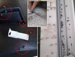 Kahverengi kokarca evleri istila etti! Uzmanlar üstüne basa basa uyardı