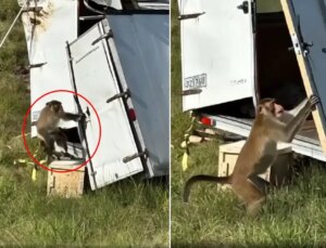 Kamyon devrildi, kaçan deney maymunları ülkeyi alarma geçirdi