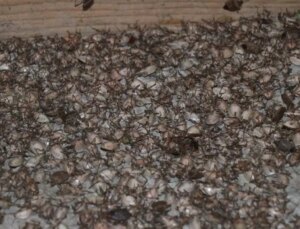 Karadeniz’i istila edip Marmara’yı tehdit eden böcekte yeni tehlike