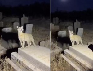 Yapay zekanın geldiği son nokta: Binlerce kişi gerçek sanıp paylaştı