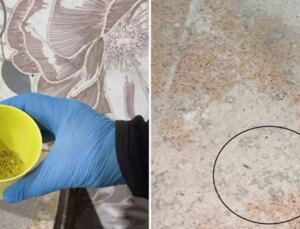 Fırın denetiminde mide bulandıran görüntüler, zabıta böcek çeşitlerini saymakla bitiremedi