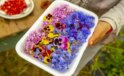 Gastronomide yeni trend: Yenilebilir çiçekler gündemde