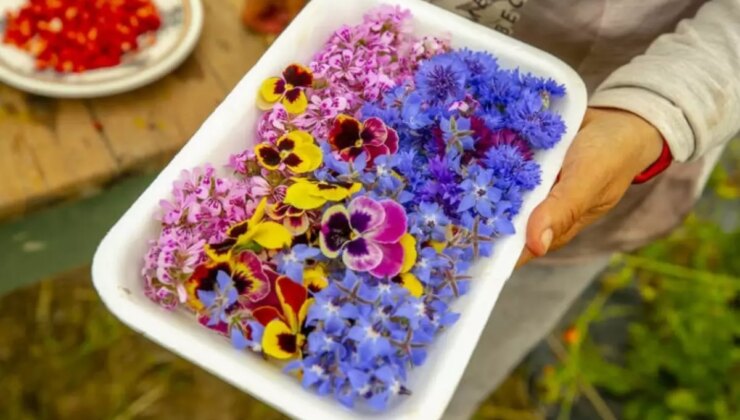 Gastronomide yeni trend: Yenilebilir çiçekler gündemde