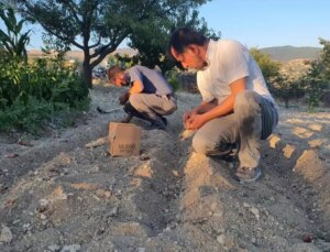 İlçede ‘kırmızı altın’ mucizesi! İlk hasadında 150 gram ürün elde etti