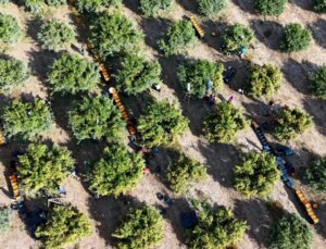 İşçilerin grevi meyveyi dalında bıraktı! Kilosu 3 liraya kadar geriledi