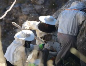 Özel izinle bölgeye giriliyor, binbir zahmetle toplanıp dudak uçuklatan rakama satılıyor