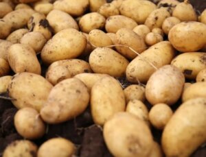 Uzman Uyarısı: Yeşillenen, Filizlenen ve Lekeli Patatesler Sağlık Riski Taşıyor