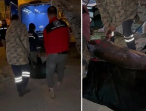 Yakalamak için 2 buçuk saat uğraşıldı, 65 bin TL’ye satıldı