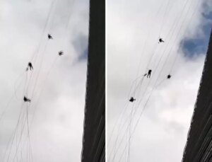 Yürekleri ağız getiren görüntü! Ekmek parası için çıktıkları metrelerce yüksekte böyle savruldular