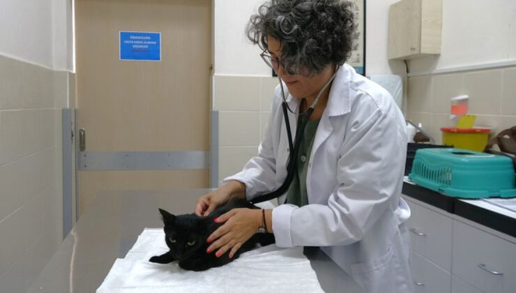 Ağrı kesiciler, hayvanlar için ölümcül olabilir