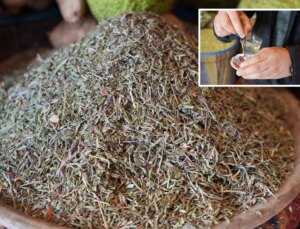 Bir tutamı yetiyor, tüm hastalıkları gelmeden geri gönderiyor