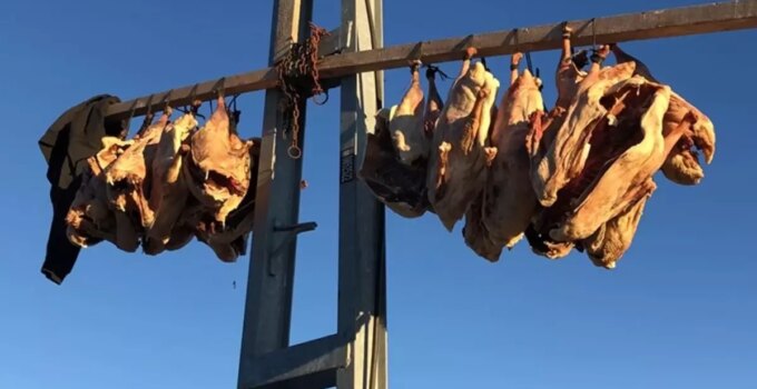 Bölge halkının beklediği dönem geldi: Tanesini 6 bin liraya satıyorlar