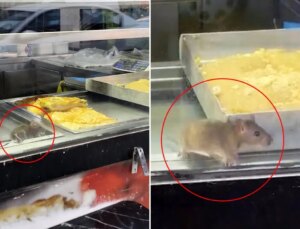 Börek tezgahında fareler cirit attı