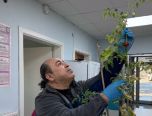 Covid-19 ve benzeri salgınlara karşı domatesli yenilebilir aşı hedefi