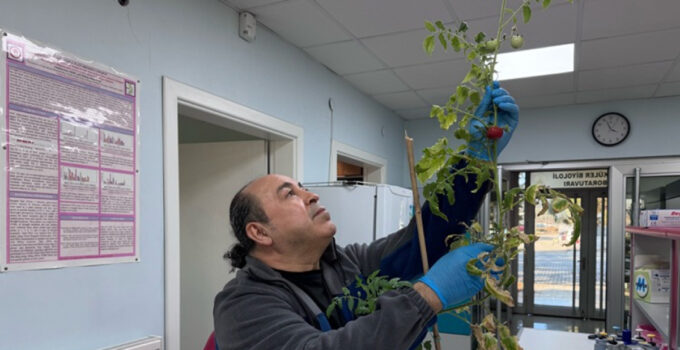 Covid-19 ve benzeri salgınlara karşı domatesli yenilebilir aşı hedefi