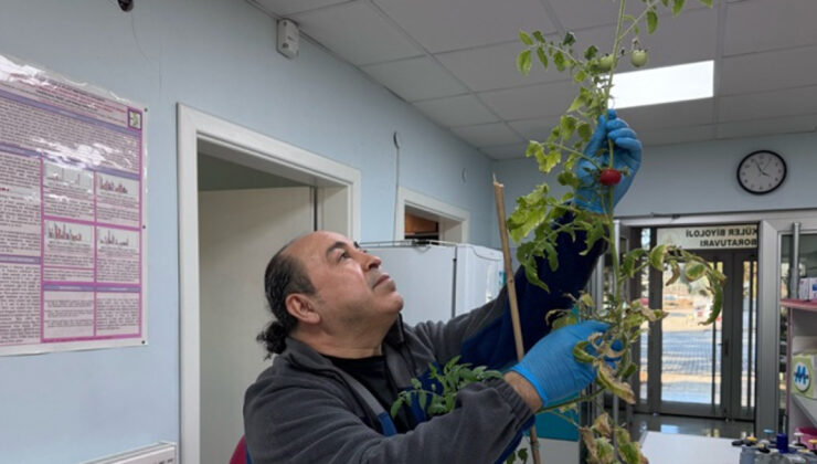 Covid-19 ve benzeri salgınlara karşı domatesli yenilebilir aşı hedefi