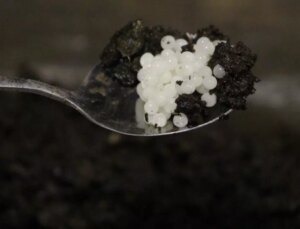 Değeri 150 bin lira! Keşfettiği hayvan hayatını değiştirdi