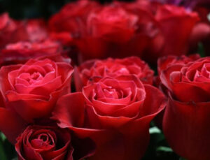 Eşini sınamak için çiçek gönderdi! Yargıtay karar verdi!