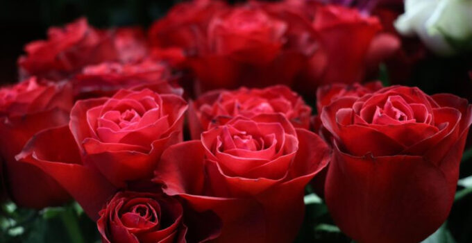 Eşini sınamak için çiçek gönderdi! Yargıtay karar verdi!