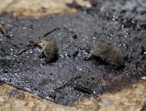 Kilis’te mide bulandıran hijyen skandalı: Merdiven altı üretimde fareler bulundu