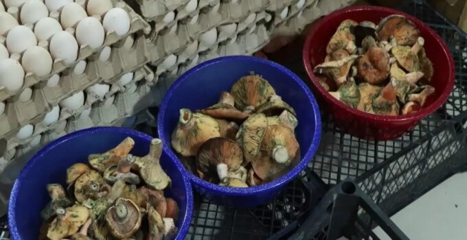 "Köy geçiren" olarak biliniyor, 5 saat içinde etkisini gösteriyor! 60 kişiyi hastanelik etti